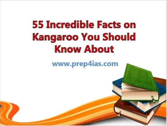 55 Incredible Facts on Kangaroo You Should Know About 7